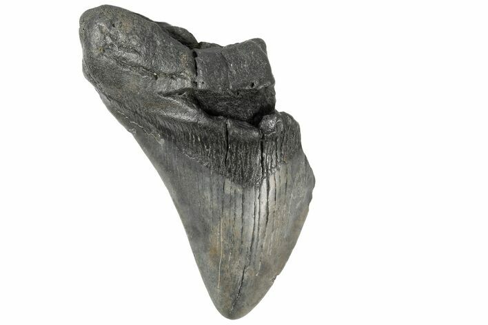 Partial Megalodon Tooth - South Carolina #183619